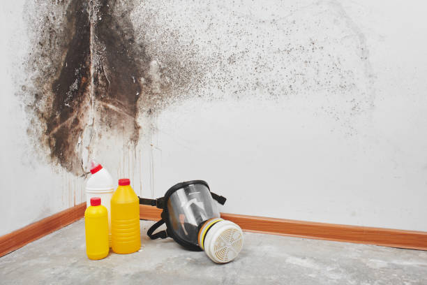 Attic Mold Removal in Hill N Dale, FL