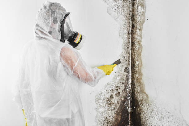Best Attic Mold Removal  in Hill N Dale, FL