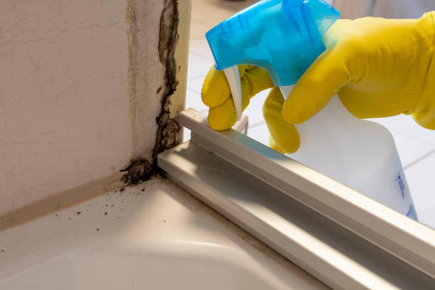 Best Crawl Space Mold Removal  in Hill N Dale, FL