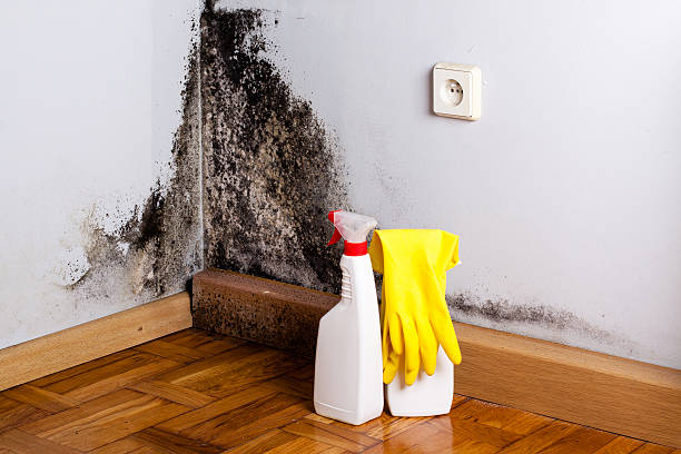 Best Professional Mold Removal  in Hill N Dale, FL