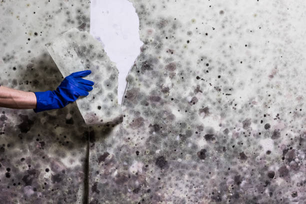 Best Fast Mold Removal  in Hill N Dale, FL