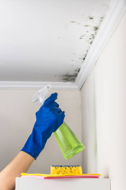Best Same-Day Mold Removal  in Hill N Dale, FL